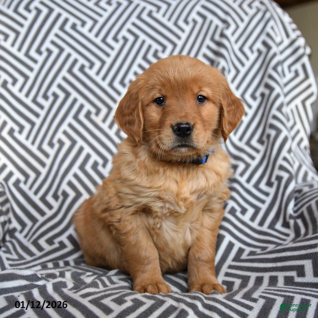 Golden Retriever dogs for sale: Licorice - Ad 3