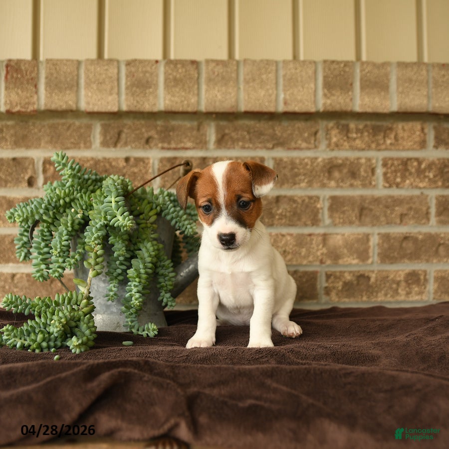 Jack Russell Terrier dogs Rasta - Ad 1