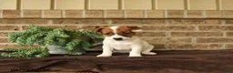 Jack Russell Terrier dogs for sale: Rasta - Ad 1