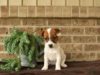 Jack Russell Terrier dogs for sale: Rasta - Ad 1