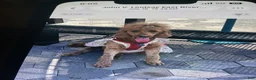 Goldendoodle dogs for sale: Goldendoodle 1 - Ad 2