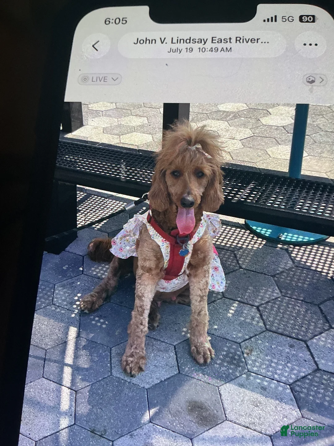 Goldendoodle dogs for sale: Goldendoodle 1 - Ad 2