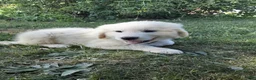 Great Pyrenees dogs for sale: Dothan - Ad 7