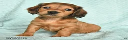 Miniature Dachshund dogs for sale: Daffy - Ad 2