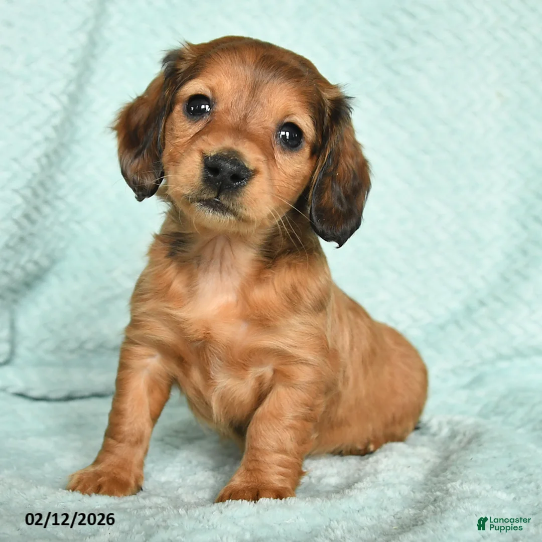 Miniature Dachshund dogs for sale: Daffy - Ad 2
