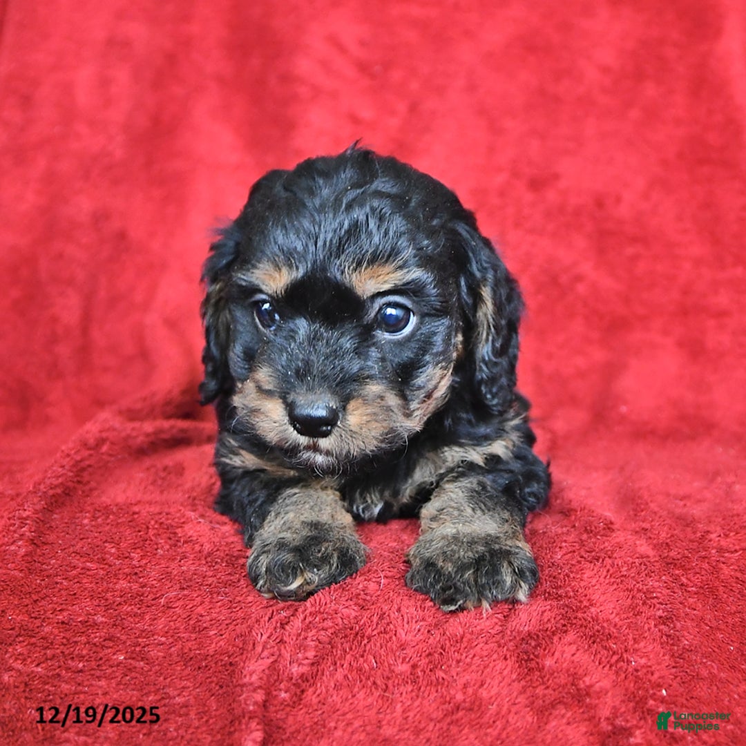 Cavapoo dogs for sale: Griffin - Ad 2