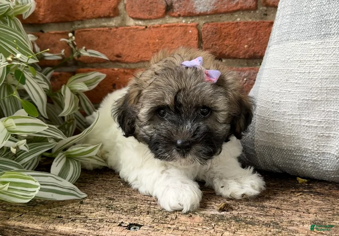 Havapoo dogs for sale: Mocha - Ad 2