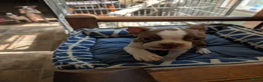 Peanut