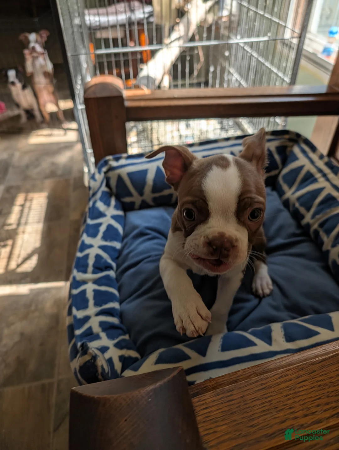 Boston Terrier dogs for sale: Peanut - Ad 1