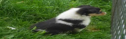 Collie dogs for sale: Agnes - Ad 6