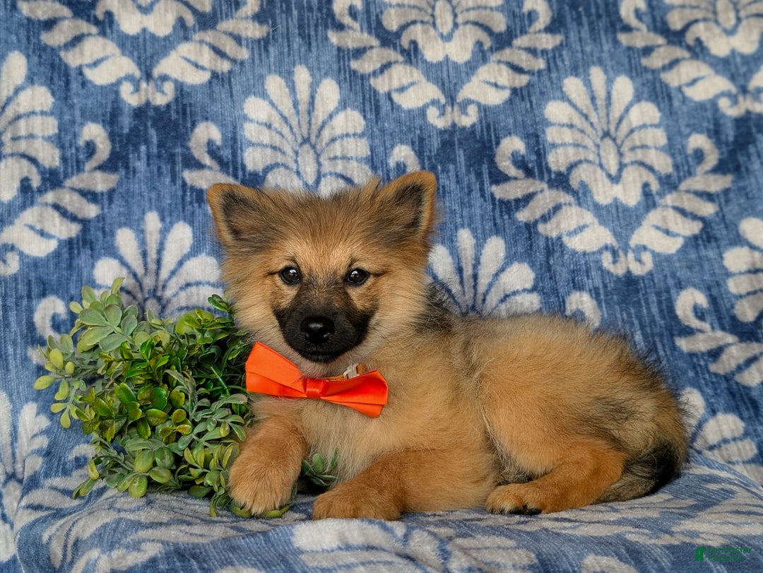 Pomeranian dogs for sale: Kegan - Ad 4