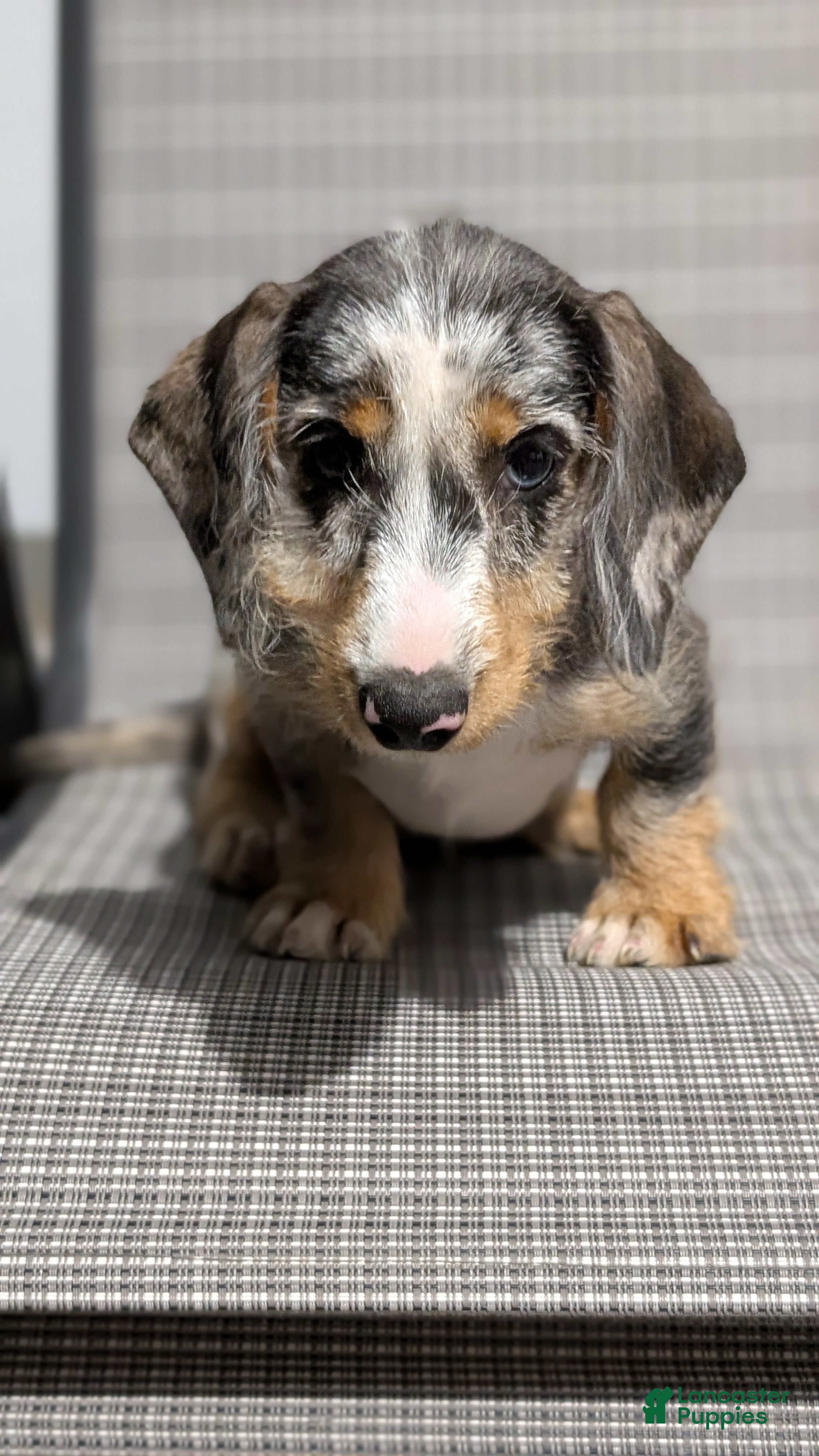 Miniature Dachshund dogs Kita - Ad 2