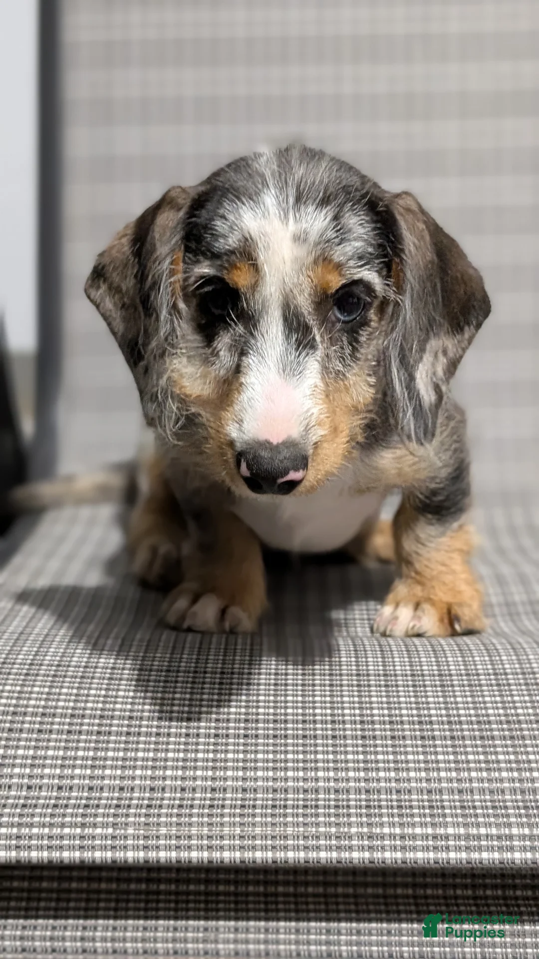 Miniature Dachshund dogs for sale: Kita - Ad 2