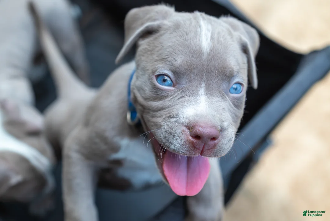 American Bully dogs for sale: American Bully 1 - Ad 5