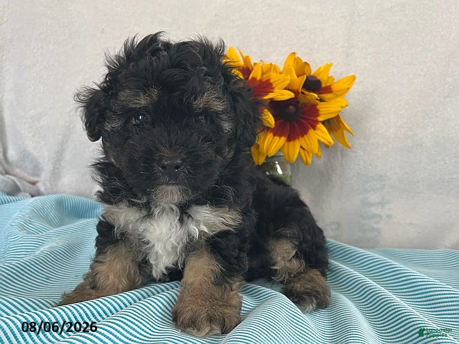 Yorkiepoo dogs Spencer - Ad 1