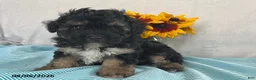 Yorkiepoo dogs for sale: Spencer - Ad 1