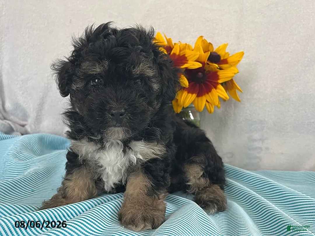 Yorkiepoo dogs for sale: Spencer - Ad 1