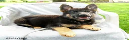 German Shepherd dogs for sale: Dana - Ad 3