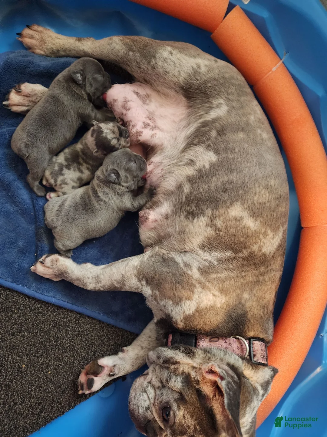 French Bulldog dogs for sale: French Bulldog 2 - Ad 2
