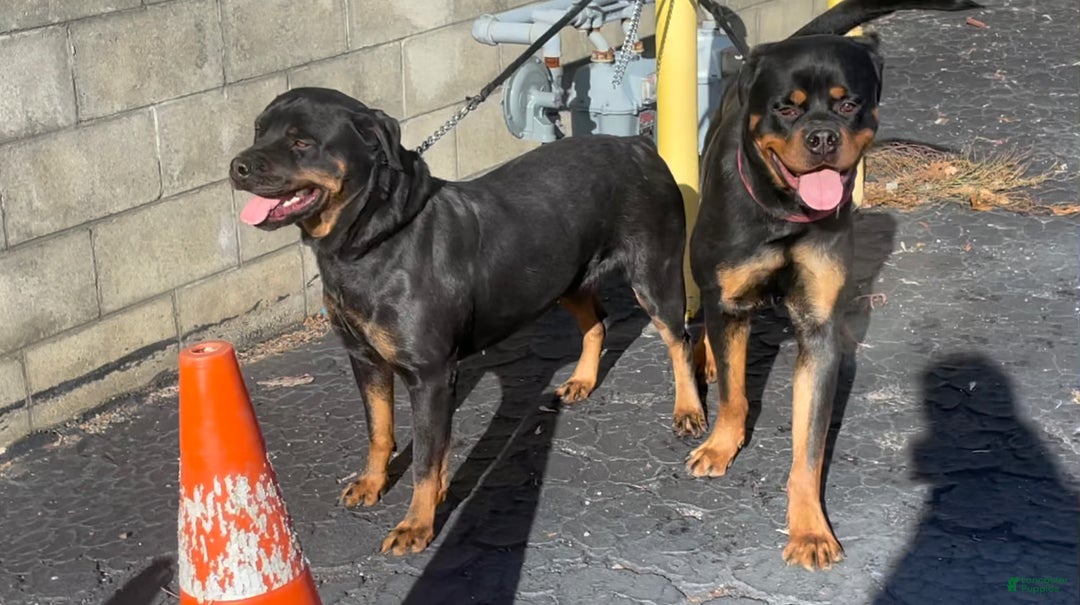 Rottweiler dogs for sale: Rottweiler Puppy 1 - Ad 3