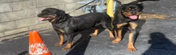 Rottweiler dogs for sale: Rottweiler Puppy 1 - Ad 3