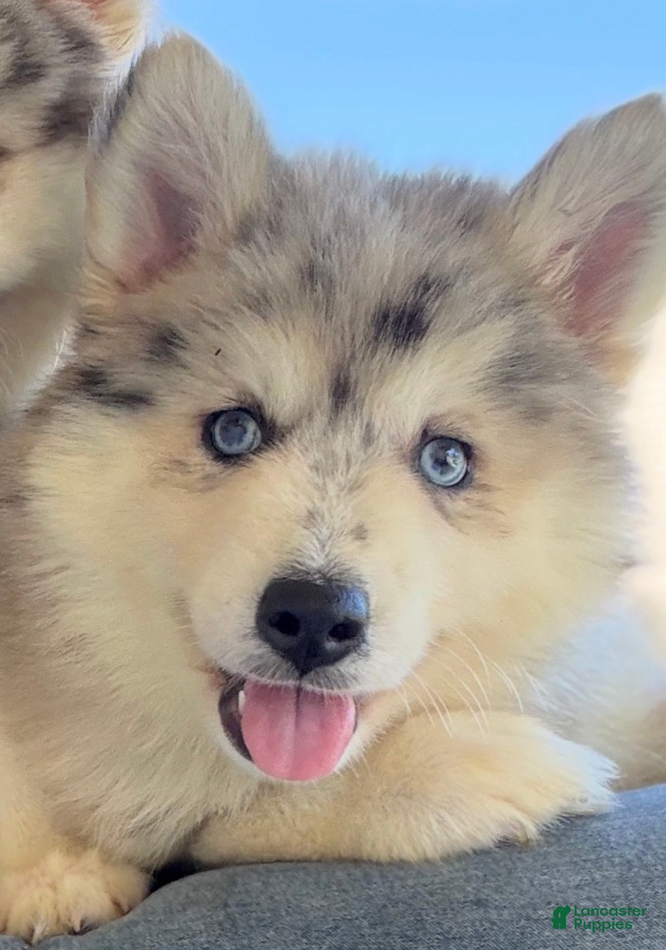 Pomsky dogs Skippy  - Ad 1