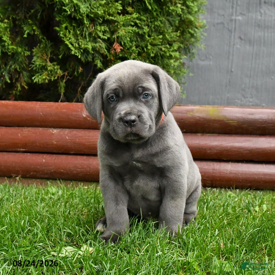 Cane Corso dogs Anbil - Ad 2