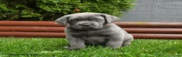 Cane Corso dogs for sale: Anbil - Ad 2