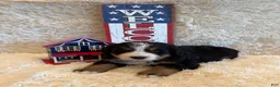 Bernese Mountain Dog dogs for sale: Hannah - Ad 12
