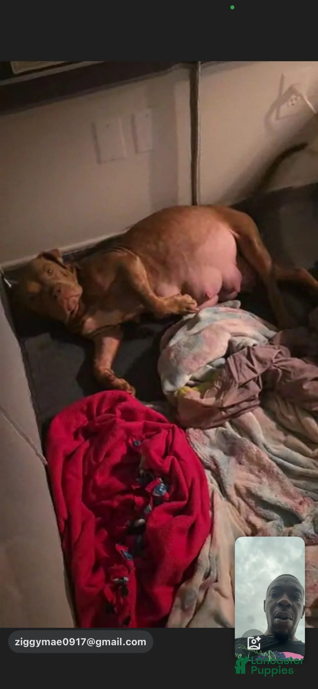 American Bully dogs for sale: American Bully 1 - Ad 2