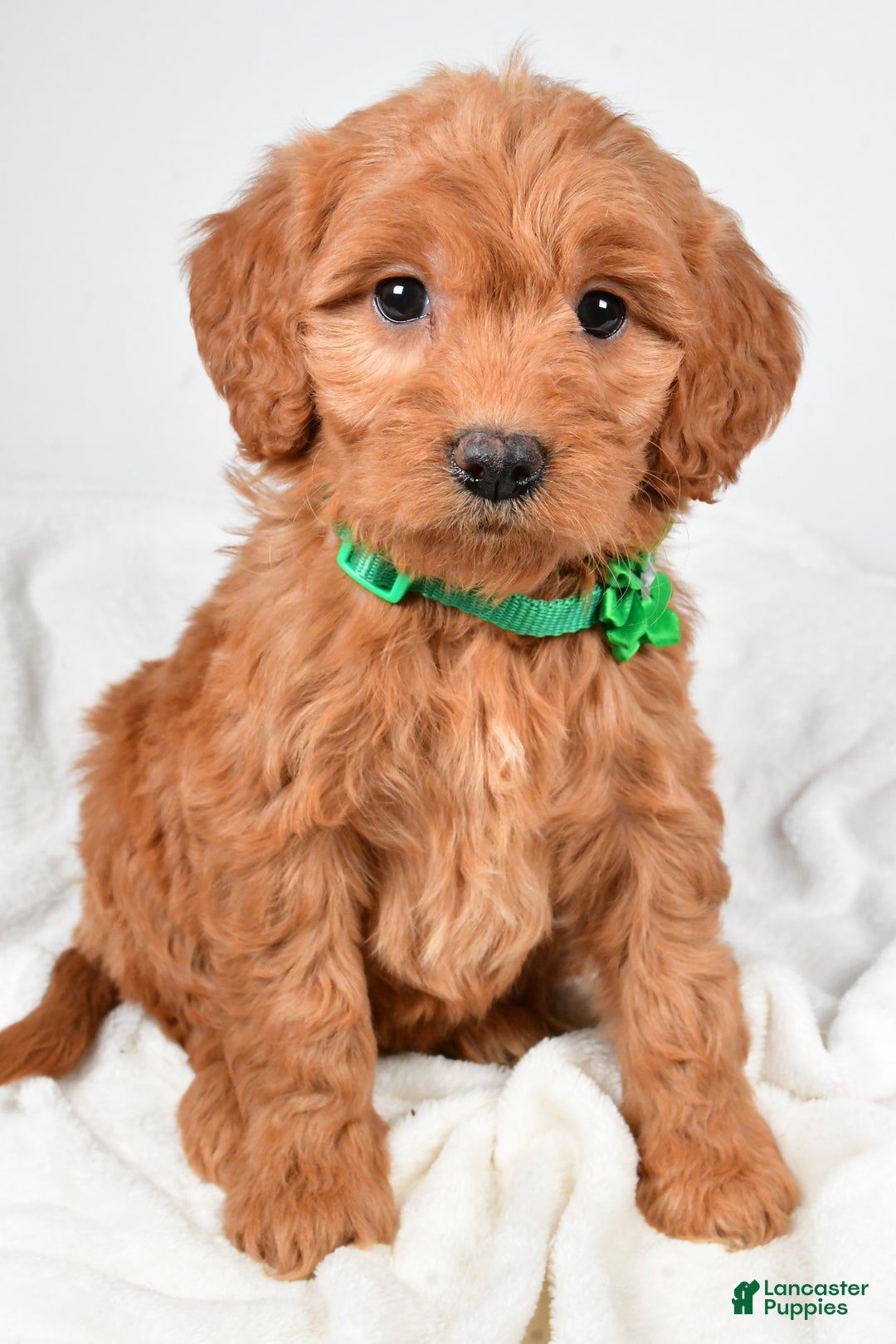 Mini Goldendoodle dogs for sale: Biff - Ad 1