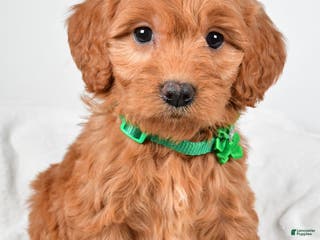 Mini Goldendoodle dogs Biff - Ad 25