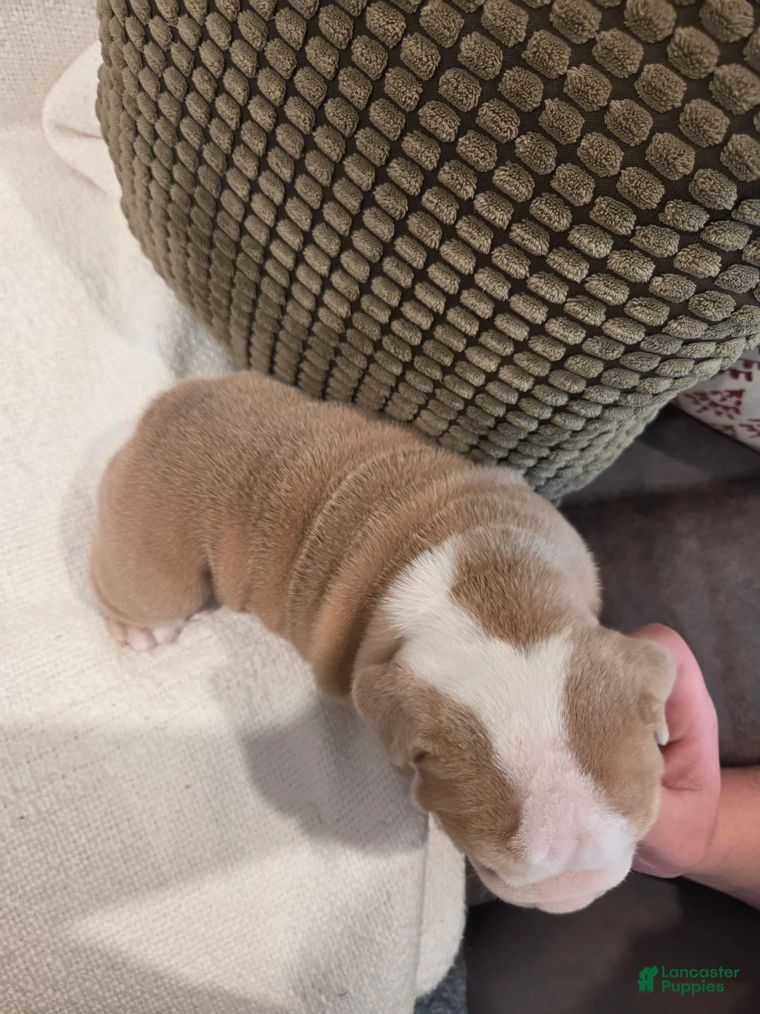 English Bulldog dogs for sale: Creme Puff - Ad 3