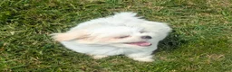 Malshi dogs for sale: Sherpa  - Ad 9