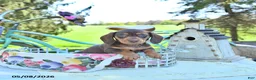 Miniature Dachshund dogs for sale: Mickey - Ad 1