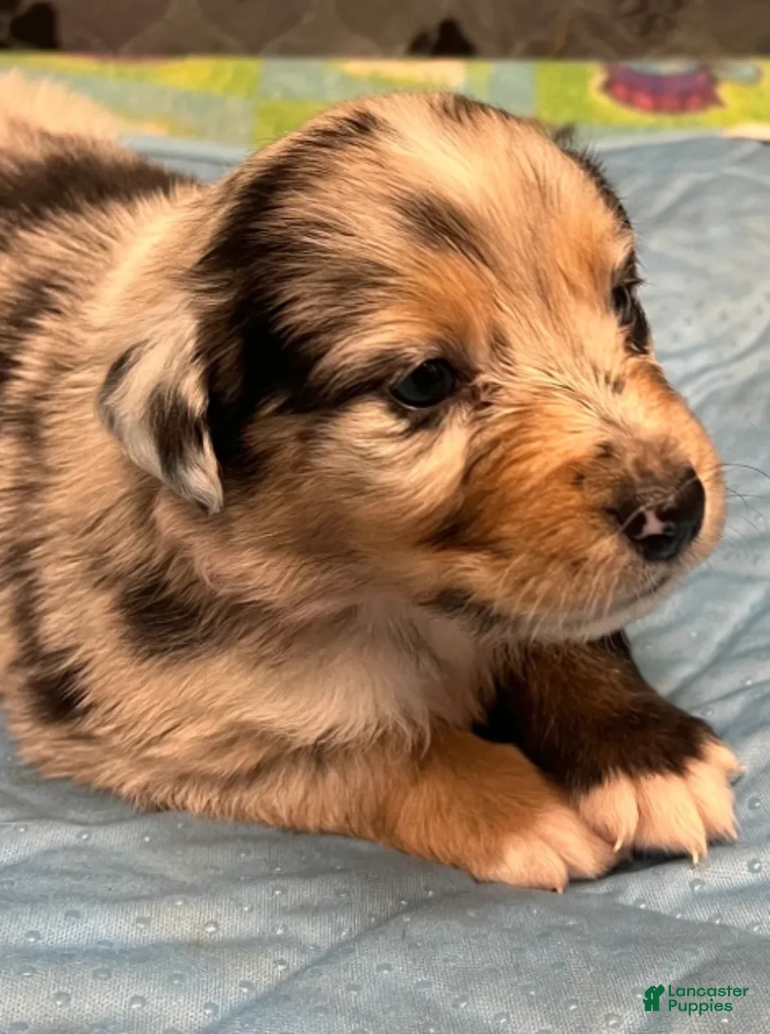Australian Shepherd dogs for sale: Carly - Ad 1