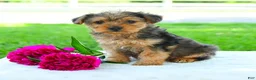 Yorkiepoo dogs for sale: Riley - Ad 2