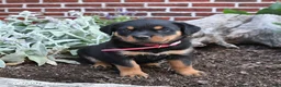 Rottweiler dogs for sale: Breeze - Ad 3