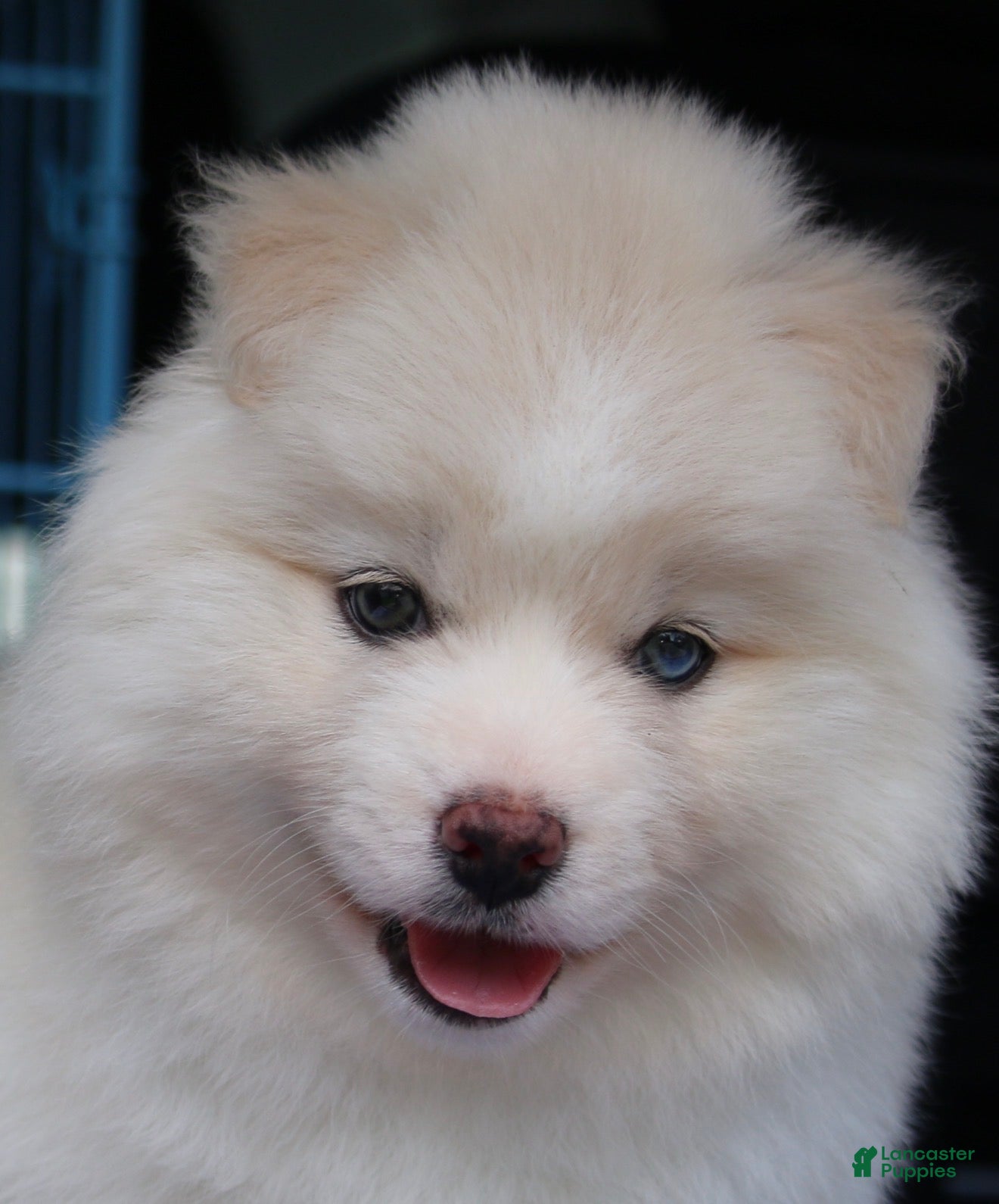 Pomsky dogs Frosty - Ad 1