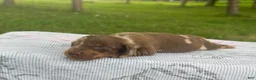 Miniature Dachshund dogs for sale: Pearl - Ad 25