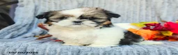 Shih Tzu dogs for sale: Cookie - Ad 4