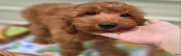 Cockapoo dogs for sale: Milan - Ad 7