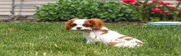 Cavalier King Charles Spaniel dogs for sale: Oliver - Ad 9