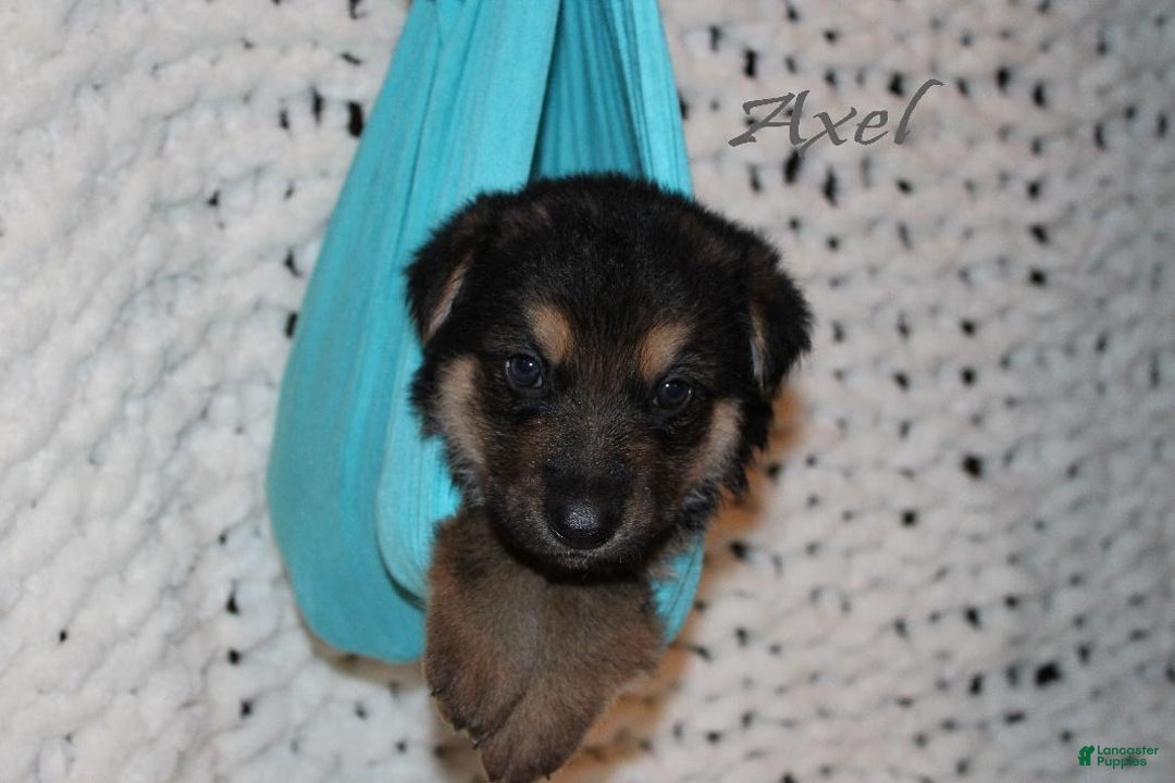German Shepherd dogs for sale: German Shepherd Puppy 6 Axel - Ad 2