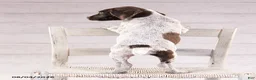 Mixed Breed dogs for sale: Romeo - Ad 3