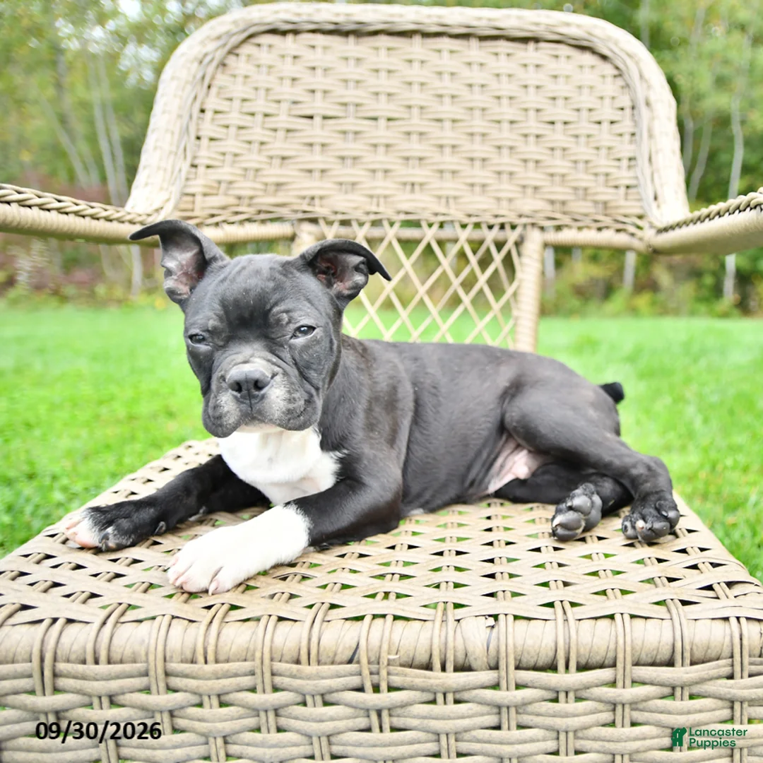 Boston Terrier dogs for sale: Bobby - Ad 1