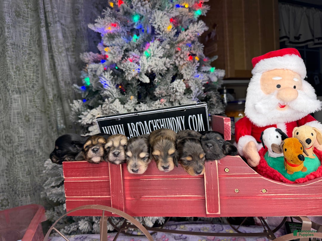 Miniature Dachshund dogs for sale: Eng cream - Ad 5