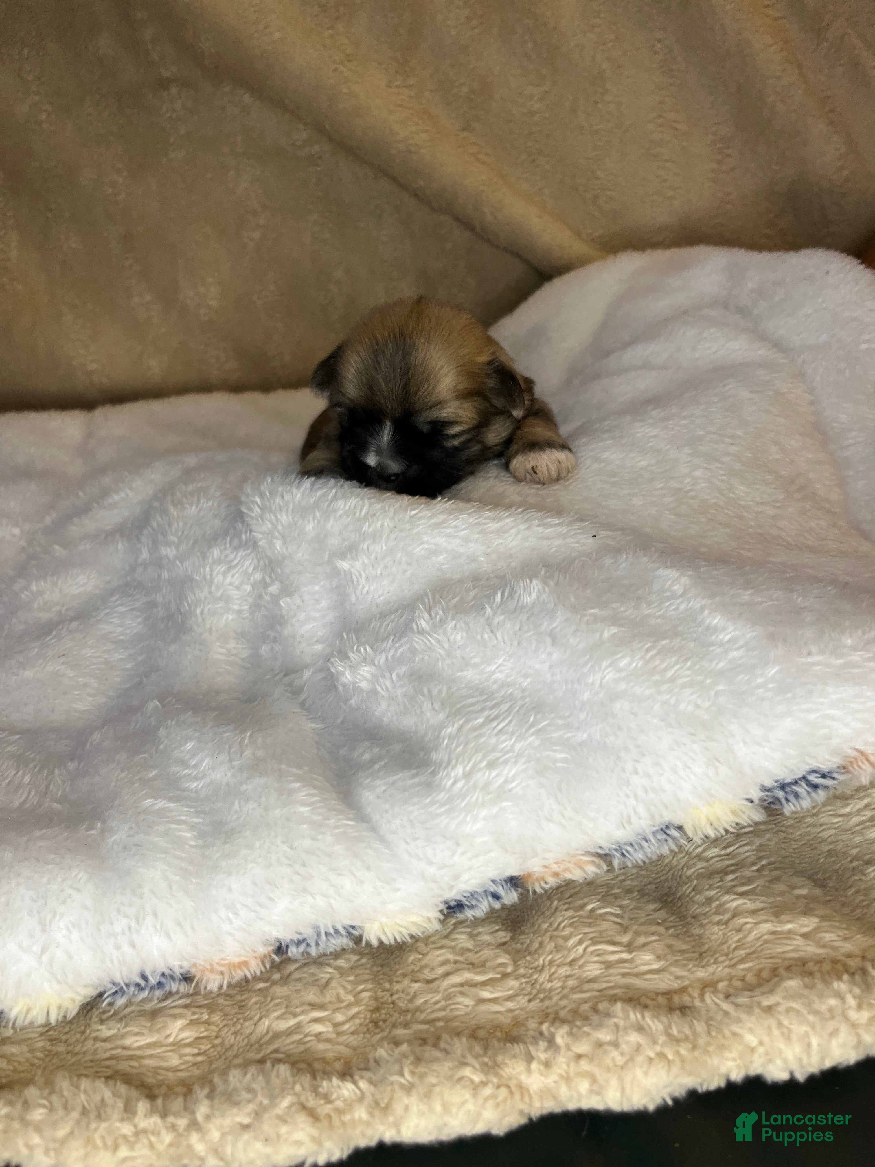 Shih Tzu dogs Hope - Ad 27