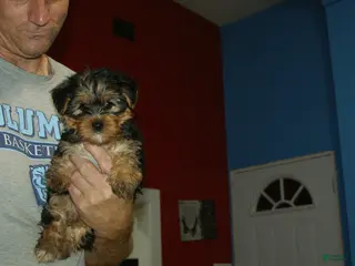 Yorkshire Terrier dogs Dixie - Ad 7