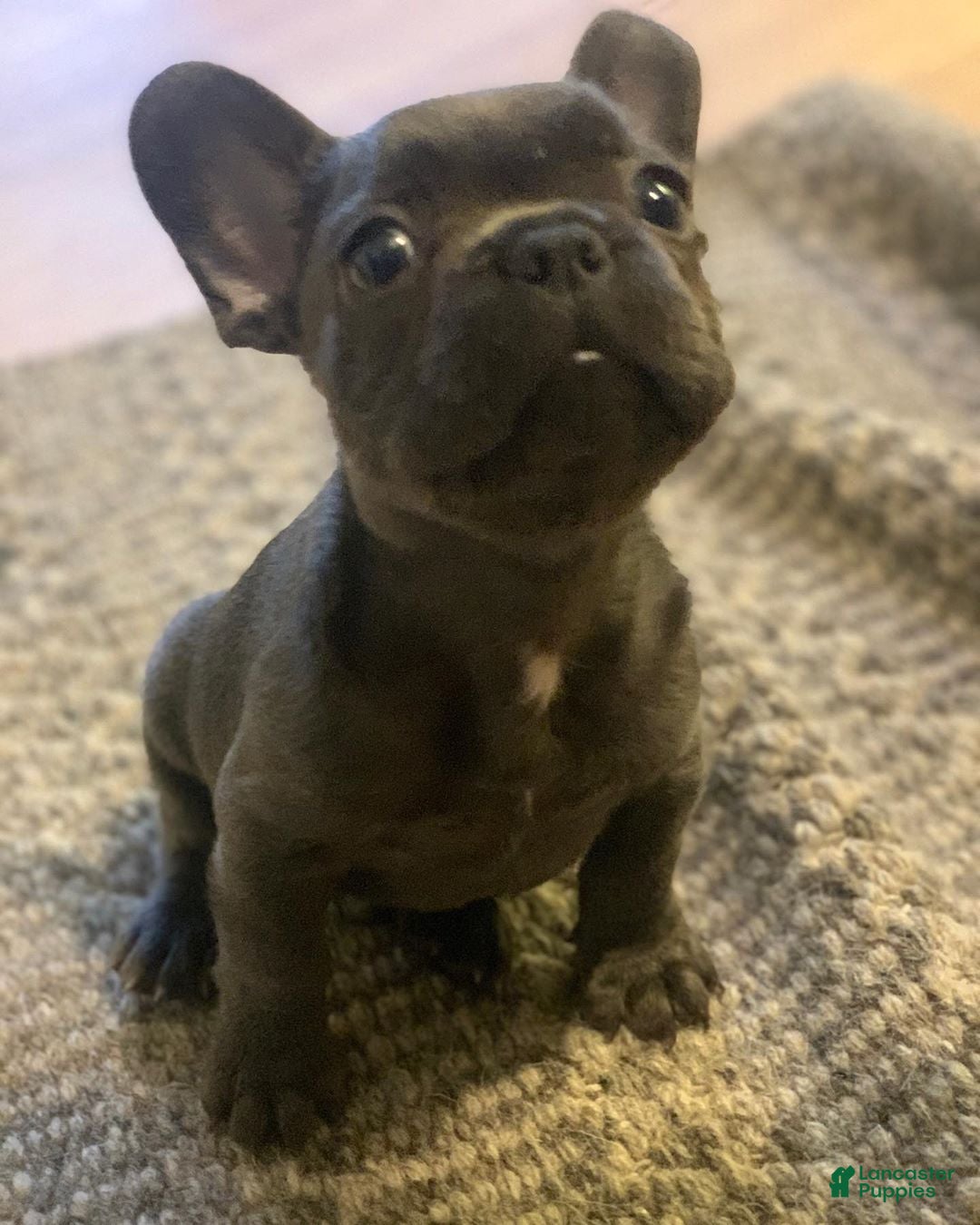 French Bulldog Puppy 9